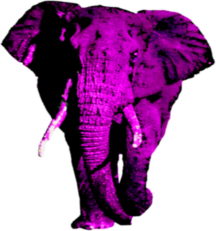 Nadruk Elephante - Przód
